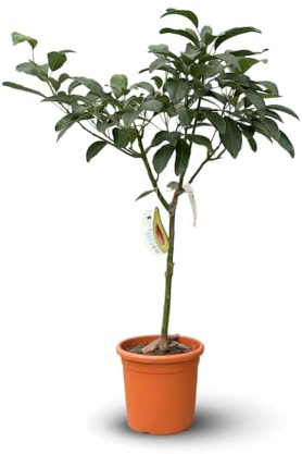 Attitude Garden - avokado - persea americana - fruktträd - 90-100 cm - ⌀ 22 cm