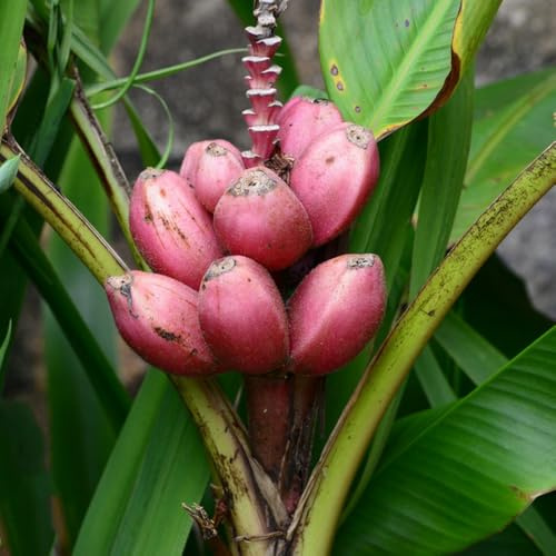 semi di banana - resistenti giardino biologici balcone perenni 200pcs