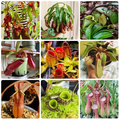Semi di Nepenthes, Nepenthes mirabilis, Le perenni sono carnivora carnivora, semi di d'appartamento 300pcs