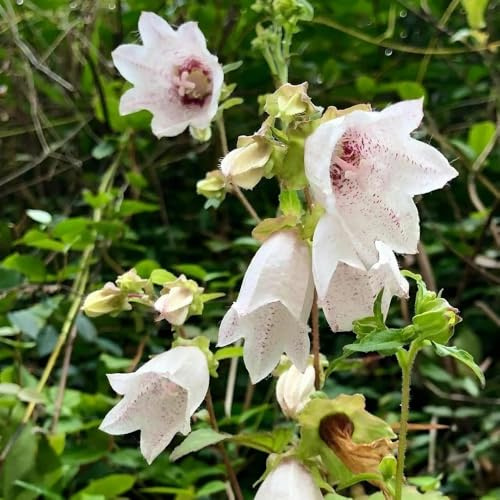 Semillas de campanilla, resistentes para balcones. Campánula mediana, raras Las de jardín son perennes resistentes 300pcs