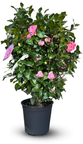 Attitude Jardin - Camellia japonica - pianta fiorita - 110-120 cm - ⌀ 30 cm - pianta da esterno - fiore rosa