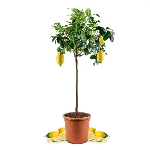 Meine Orangerie Amalfi Zitronenbaum Grande - echte Amalfi-Zitrone (Sfusato Amalfitano) - fruchtreife Zitruspflanze - veredelte Zitrone - Citrus Limon amalphitanum - Lemon Tree (Topf Ø 26cm)
