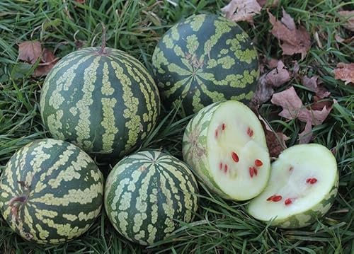 5 Graine Graines - Pastèque Américaine - Pour confiture - Gigerine - Citrillus Amarus - Fruit Fleur Jardin - 220