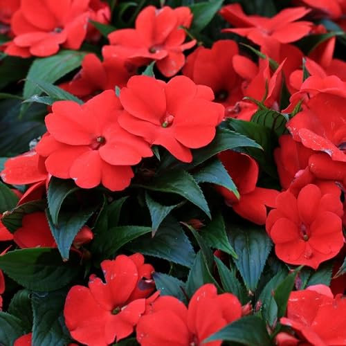 Nouveau Frais 100 pcs Impatiens graines de fleurs