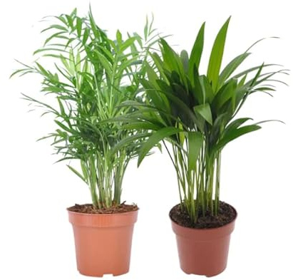 DECOALIVE Planta Natural Palmera Camadorea (Chamaedores Elegans) y Palmera Frutos de Oro (Dypsis Lutescens) (8436606531624)