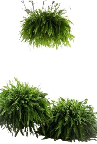 Helecho Colgador XXL Natural Una Planta Colgante de 50cm de Altura