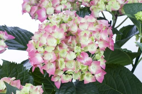 Hydrangea Rosa Hortensia Perfecta para Terrazas Jardines y Espacios Abiertos