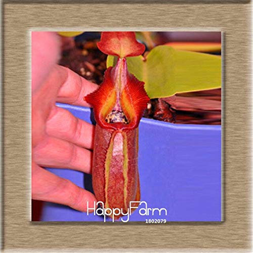 Time limit !! 11 various seeds of nepenthes balcony plants from bonsai in pot semi bonsai carnivore plants seeds 50 pcs/pack: only seeds