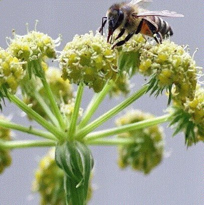 HEIRLOOM NON GMO Lovage 200 seeds