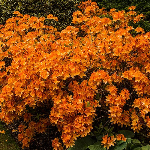 Colourful Garden Shrub Orange Azalea Japonica Evergreen Plant Supplied in 2L Pot