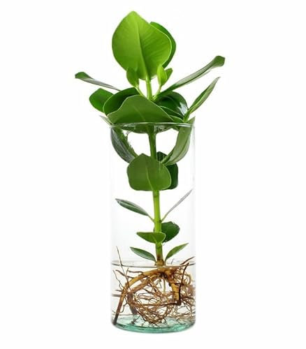 Clusia Rosea Princess - Pianta Idroponica - in Vaso di Vetro - Pianta Vera da Interno, Coltivata in Idrocoltura