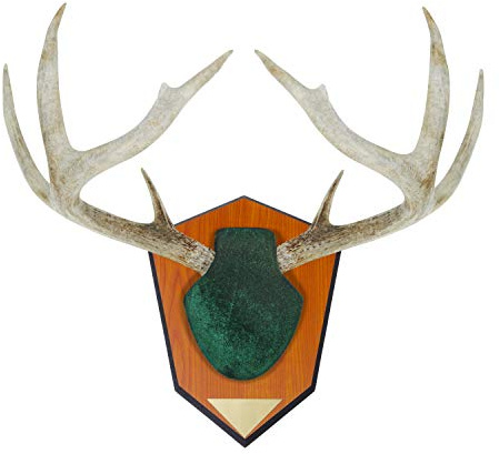 Allen Company Trofeo da caccia, kit di montaggio con corna di corna e copertura a forma