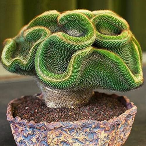 Saterkali Kaktus Astrophytum Sukkulenten Samen, 100 Stück Mini Kaktus Astrophytum Sukkulenten Topfpflanzen Samen DIY Hausgarten Kaktussamen