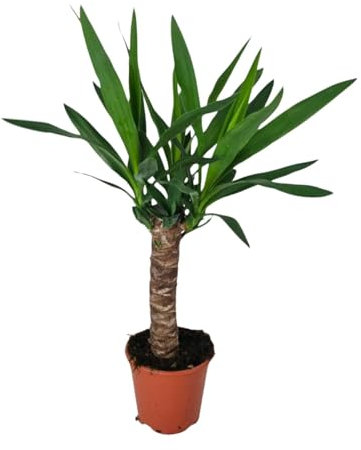 Yucca - 50-60cm - Ø14cm - Plante d'intérieur - Vert persistant