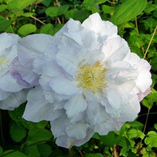 Clematis 'Duchess of Edinburgh' – Winterhart, Mehrjährig – Waldrebe – Kletterpflanze für Pergola & Rankhilfe
