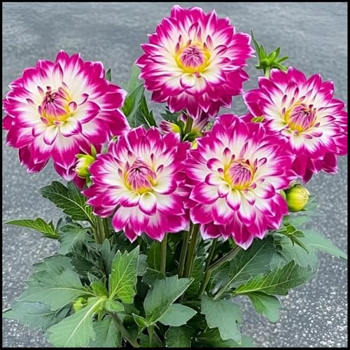 Tubérculos de Dalia perenne, Tubérculos de Dalia para Plantación: Ideal para Jardines y Paisajismo-8 Rizomas-a