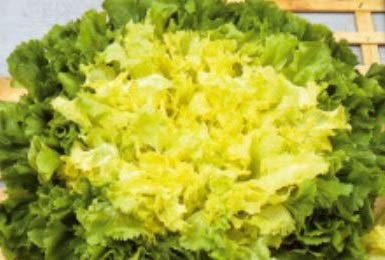 Pcs - 350x Endive Eminence Vegetables Garden Plants - Seeds K567 & Plants Shop by Ipsa