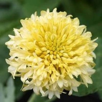 Gaillardia Sundance Cream - Gaillardia Pulchella - 50 Seeds: Package Contain Seeds