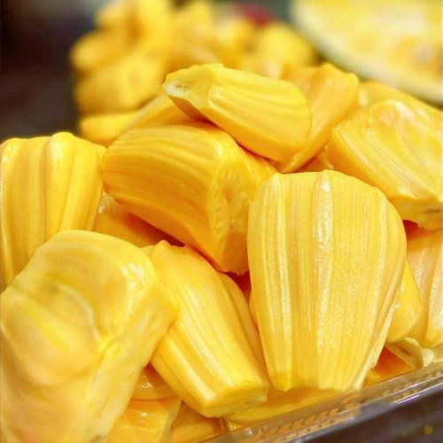 comprar semillas de yaca, columnar enanos resistentes fresca raras de exóticas resistentes al aire libre huerta 10pcs