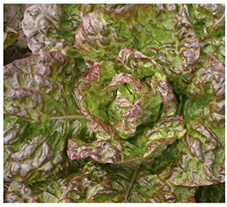 Premier Seeds Direct - Lettuce Seeds - Heirloom - Marvel of 4 Seasons - 1.5 GRAM ~ 1500 Seeds - Organic