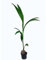 Garden Center Shop | New Garden | Palmera natural Cocos nucifera 150 cm | Planta tropical de interior | Decoración vegetal elegante | Fácil cuidado y sin mantenimiento