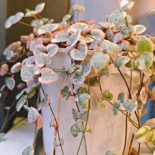 50 pcs Ceropegia woodii Samen, herbstpflanzen winterhart blühend Leuchterblume Samen, kleines geschenk für frauen bienenfreundliche blumensamen winterlinge gartenpflanzen winterhart