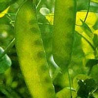 GUISANTE en maceta - MANGE TOUT - Carouby de Maussane - 120 SEMILLAS