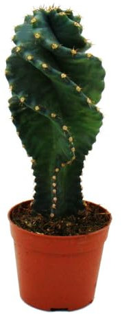 Cereus jamacaru Spiralis - Spiralkaktus im Mini-Format - im 6,5cm Topf