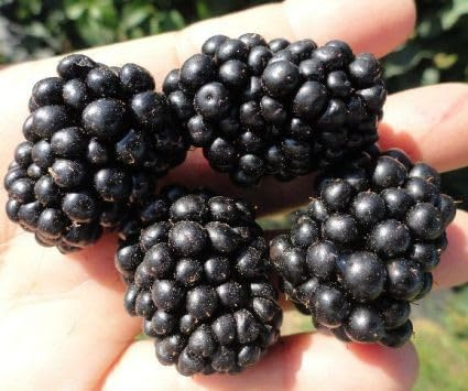 Osage BlackBerry Live Plant (5-9 Tall) β Sweetest Thornless Berry Bush β Cold Hardy Zones 6-10 β Upright Rubus Starter for Patio Containers or Gardens β High Yield & Disease Resistant