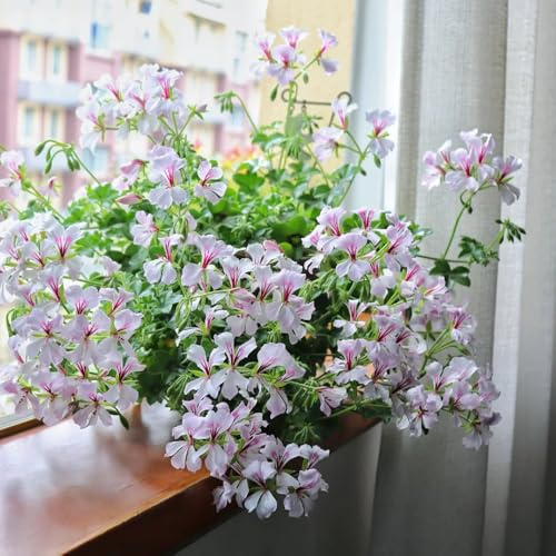 Geraniensamen - bodendecker topfpflanzen hochbeet gartenblumen mehrjährig indoor gewächshaus balkon kübelpflanzen balkongewächshäuser seltene rankpflanze gartendeko für draußen 150pcs