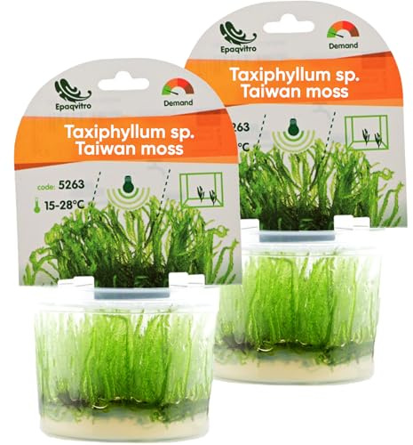 AquaBreedingSkill Taxiphyllum sp. in vitro – plante aquarium vivante, mousse d’aquarium sans parasites, idéale aquascaping et nano aquarium (Taiwan 2 pcs)