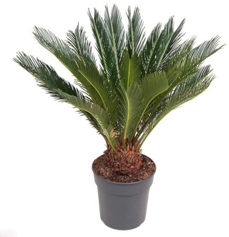 Palma giapponese Cicas Cycas revoluta pianta in vaso ø25 cm Vivaio di Castelletto