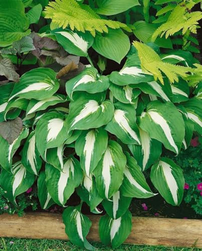 Hosta x cult. 'Night before Christmas' ca. 11x11 cm Topf - Funkie, grün-weiße Blätter, ideal für schattige Beete, pflegeleicht, winterhart