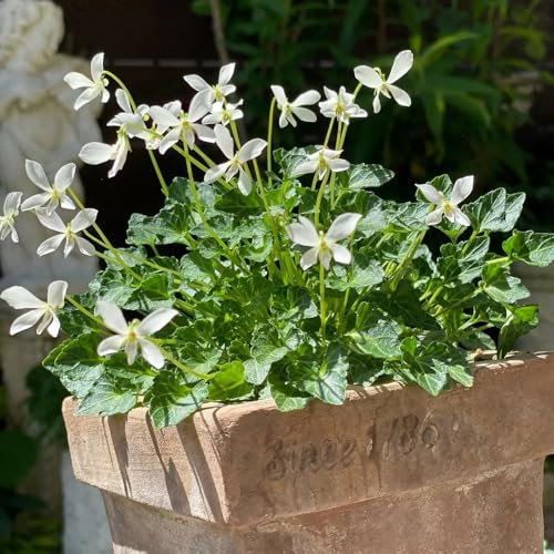 100 pcs duftveilchen samen winterhart - gartendeko für draußen dekopflanzen blumensamen balkon winterharte pflanzen für balkon wildblumensamen mehrjährig winterhart dekoration wohnzimmer