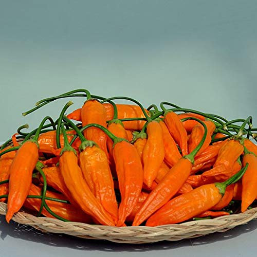 JustSeed - Vegetable - Chilli Pepper - Havana Gold - 10 Seeds