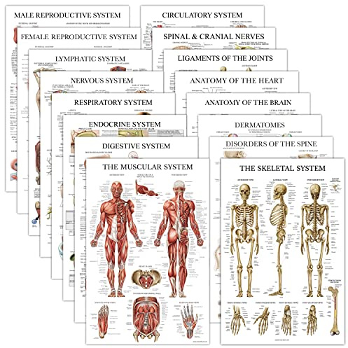 16 Pack - Anatomical Posters - Laminated - Muscular, Skeletal, Digestive, Respiratory, Circulatory, Endocrine, Lymphatic, Male & Female, Nervous, Spinal Nerves, Anatomy Charts - 18 x 24