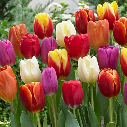 20 Mixed Tulip Flower Bulbs – Breeders Choice, Easy-to-Grow Colorful Spring Blooms for Gardens, Borders, Pots, and Cut Flower Bouquets - Colorful Garden