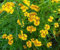 Dragoncello Herb - - perenni - 25 Semi:Seeds Only