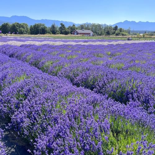 semi di lavanda semi di decorazione autunno, balcone giardino estate 20pcs