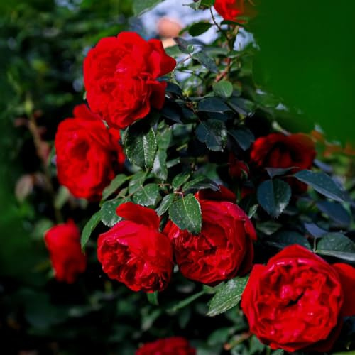 rosal - Rosa chinensis - resistentes pleno sol en de balcón Parterres elevados el jardín de interior interior exóticas invernaderos 1200semillas