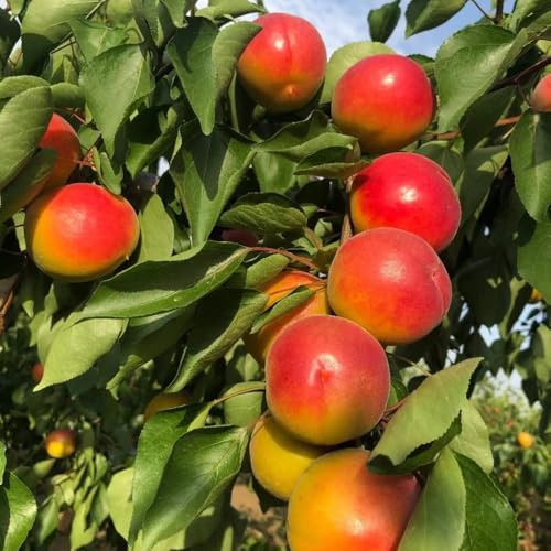 semillas resistentes del albaricoquero - balcones decorativas jardín interior purificadoras aire exóticas 7pcs