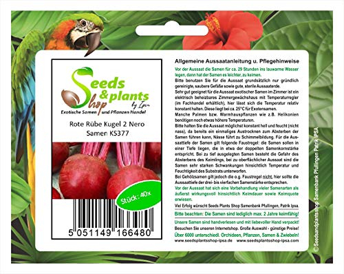 Stk - 40x Rote Rübe Kugel 2Nero - Rübensamen Samen Gemüse Garten KS377 - Seeds & Plants Shop by Ipsa