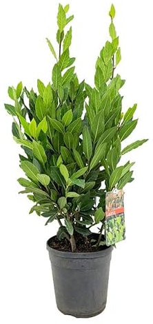 Laurel Árbol XL Natural Ideal para Jardines Ornamentales