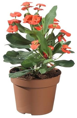 Cactus Natural Corona de Cristo Ephorbia Milii Color Rojo Planta con Flores Rojas Espina de Cristo o Corona de Espinas