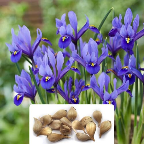 16 Dwarf Iris Reticulata Blue Bulbs - Stunning Early Spring Perennials with Fragrant Violet-Coloured Flowers - Ideal for Creating a Beautiful Garden in UK Climate