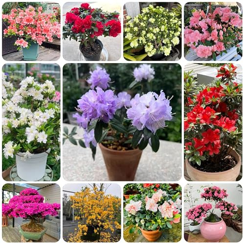 semi di rododendro, d'appartamento di azalee di campo da balcone, recisi, decorazione del soggiorno di campo, 100pcs