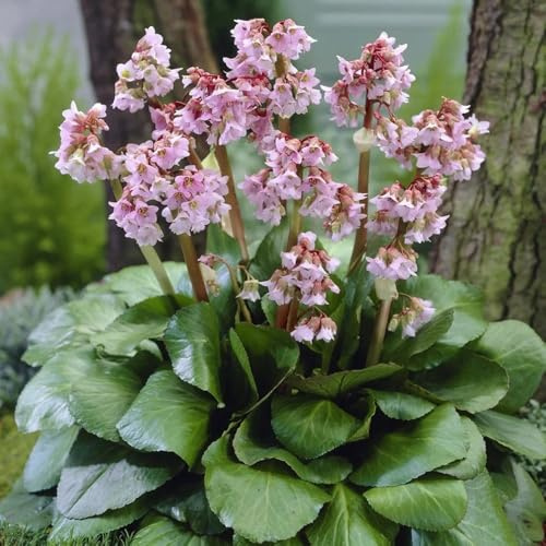 semi di bergenia cordifolia resistenti per giardino, decorativi di bergenia tappezzante perenne resistente da esterno, primaverili 200pcs