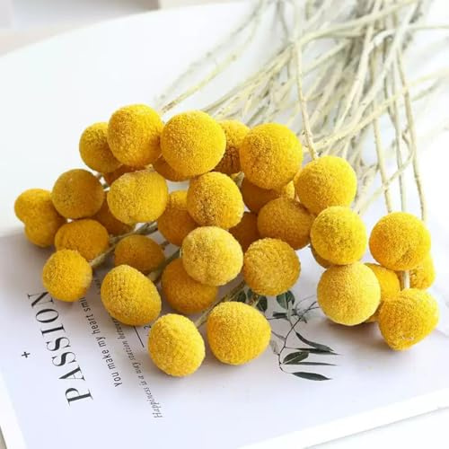 30 steli di fiori secchi naturali di Craspedia da 2,5-4 cm di diametro, con bottoni gialli, fiori secchi naturali, per composizioni floreali fai da te, decorazioni per la casa