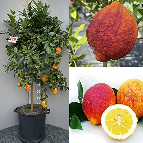 SAVINI VIVAI Pianta di Limone Albero Agrumi Limone a Buccia Rossa in Vaso da 35 cm Altezza 150-180 cm 6-7 Anni di innesto Made Italy