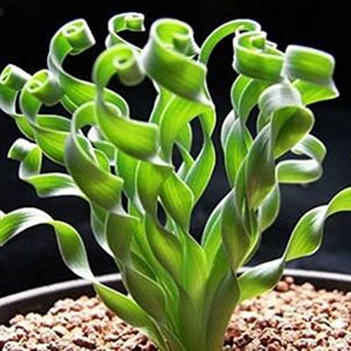 Generic Graines de Fleurs d'herbe, 100pcs graines de Fleurs d'herbe en Spirale Rare Plante succulente bonsaï en Pot décor à la Maison Spral Graines d'herbe 100pcs